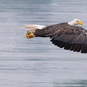 eaglemoneyshotpanosm.jpg