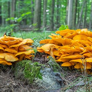 Jack-o'-Lantern Mushroom