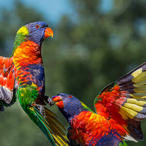 Squabbling Rainbow Lorikeets.jpg