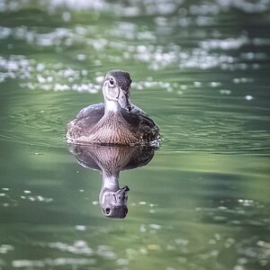 Wood Duck