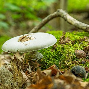 Photogenic Mushroom View from Above