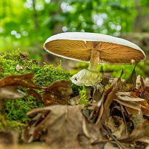 Photogenic Mushroom View from Below