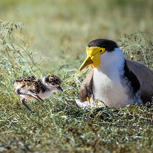 Masked Lapwing & Chick.jpg