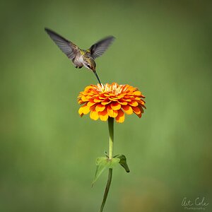 zinniasippingcropdenovinSM.jpg