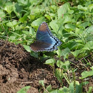 K41A4563-Red-spotted Purple Butterfly RFS 2.jpg