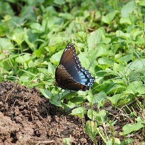 K41A4618 Red-spotted Purple Butterfly 2.jpg
