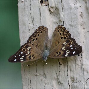 K41A9843 Hackberry Emporer RFS.jpg