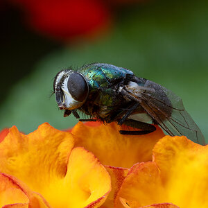 4P9A7332-Edit.jpg