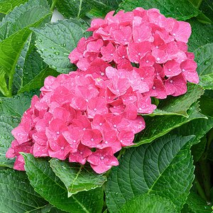Hydrangea Focus Stack