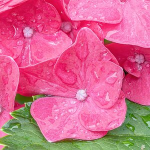 Hydrangea Focus Stack-2