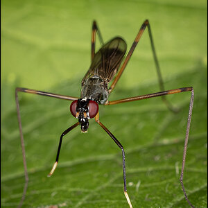 73063 Stilt-Legged Fly.jpg