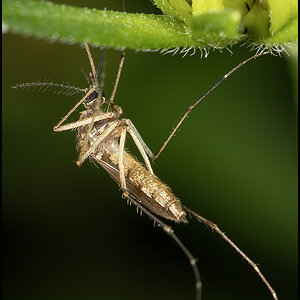 73006 Mosquito.jpg