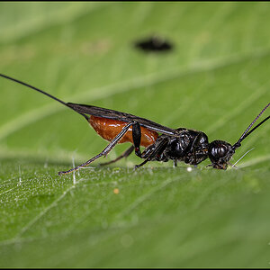 73044 Braconid Wasp.jpg