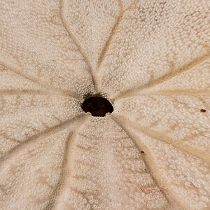 Sand Dollar.jpg