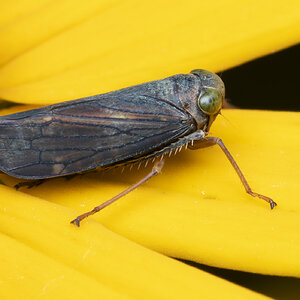 R7_H5129 Coppery Leafhopper.jpg