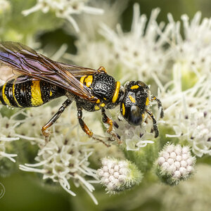 R7_H5171 Beewolf.jpg
