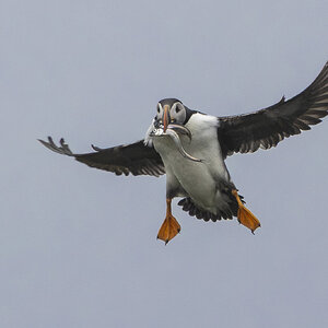 R7_H3200 Puffin.jpg
