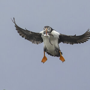 R7_H3203 Puffin.jpg
