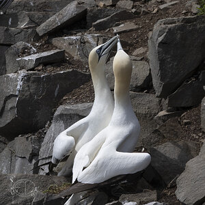 R7_H2745 Northern Gannet.jpg