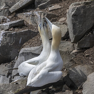 R7_H2749 Northern Gannet.jpg