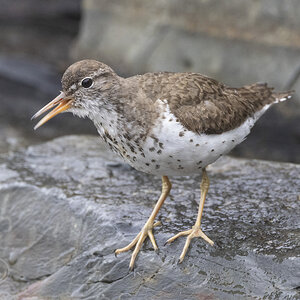 R7_H3690 Spotted Sandpiper.jpg