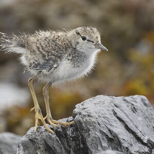 R7_H3713 Spotted Sandpiper chick.jpg