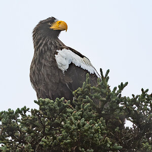 R7_H4558 Steller's Sea-Eagle.jpg