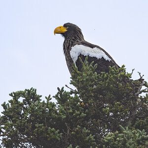 R7_H4618 Steller's Sea-Eagle.jpg