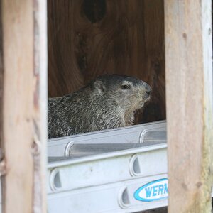 K41A7207 groundhog RFS.JPG