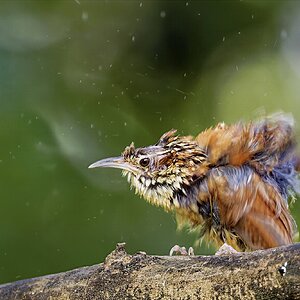 Wren1.jpg