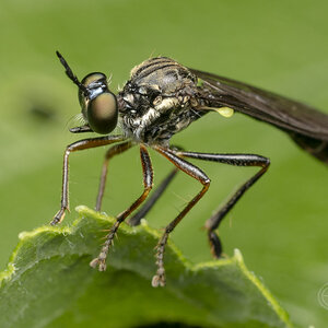 R7_H0390 Dioctria hyalipennis.jpg