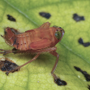 R7_H0963 Leafhopper nymph-Edit.jpg
