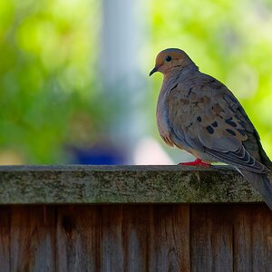 IMG_1723_3_DxO.jpg