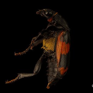 2026_08_17_Black and orange banded Sexton_01_retouched.jpg