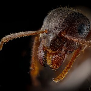 2026-08-02-_Ant_01.jpg