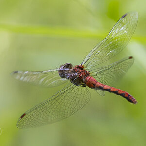 R7_H5513 Dragonfly.jpg