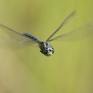 R7_H5582 Dragonfly.jpg
