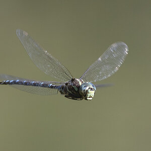 R7_H5617 Dragonfly.jpg