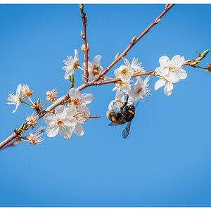 Bee-bloss-lg-9284.jpg