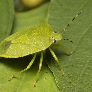 R7_H5481 Green Stink Bug.jpg