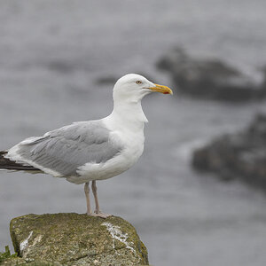 R7_H3450 Herring Gull.jpg