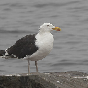 R7_H3471 Great Black-backed Gull.jpg