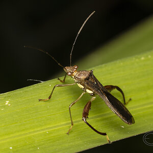 R7_F7725 Leaf-footed Bug.jpg