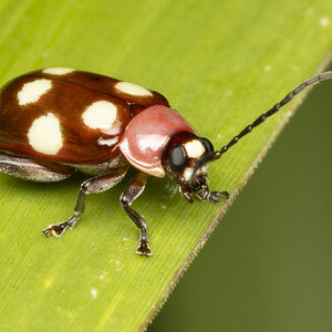 R7_F7710 Eight-spotted Flea Beetle.jpg