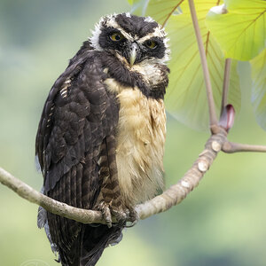 R7_F7630 Spectacled Owl.jpg