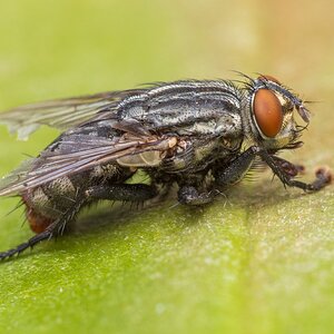 Fly2.jpg