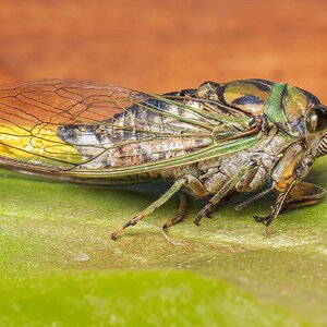 cicada.jpg