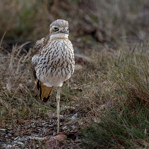 Bush Stone-curlew.jpg
