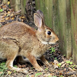 Rabbit2.jpg