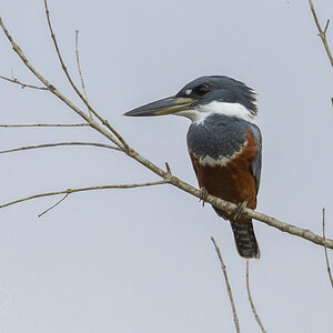 R7_F4929 Kingfisher.jpg